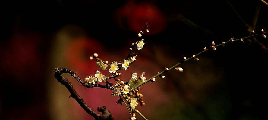 腊梅花的花语与象征（传递温馨祝福的好礼物）