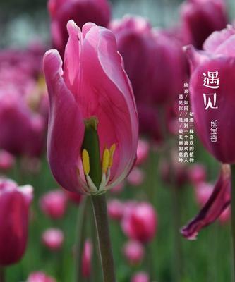 紫色郁金香花语（探究紫色郁金香的花语与文化意义）