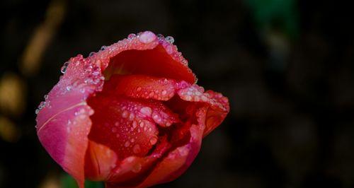 紫色郁金香花语（探究紫色郁金香的花语与文化意义）