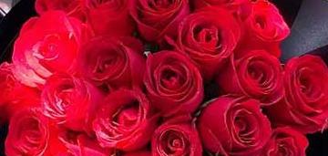 深入解析13朵玫瑰花的含义（传递爱情与美好，13朵玫瑰花的神秘背后）