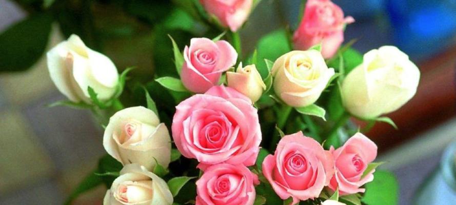 21朵玫瑰花语及寓意（浪漫而充满深意的花语，让爱意更加鲜明）