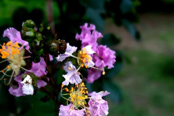 探秘紫薇花的花语（掌握紫薇花语，了解它的神秘与美丽）