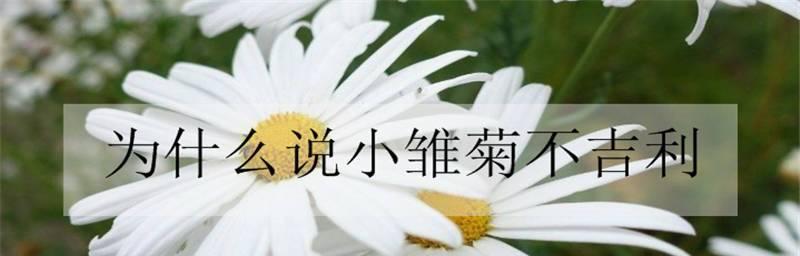 探究小雏菊为何不吉利（从民间传说到文学作品，小雏菊的寓意不可忽视）