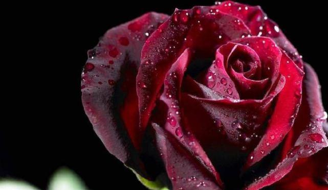 浪漫花语，玫瑰花颜色的含义（解读玫瑰花色的花语，让你懂得更多爱的语言）