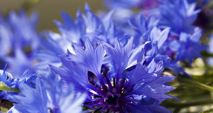 蓝色矢车菊的花语和寓意（从花语到文化内涵，探究蓝色矢车菊的神秘之处）