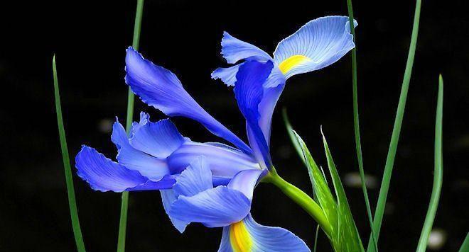蓝色鸢尾花的花语（揭秘蓝色鸢尾花代表的含义与象征）