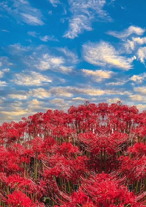 世界悲伤花语（用花语传达悲伤的情感）