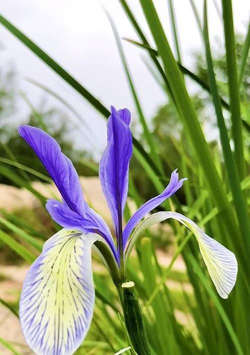 马兰花花语解析（探究马兰花的象征意义）