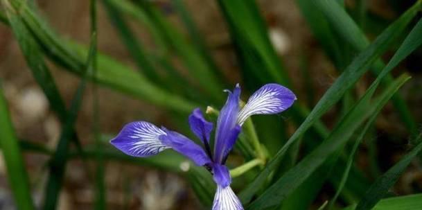 马兰花花语解析（探究马兰花的象征意义）