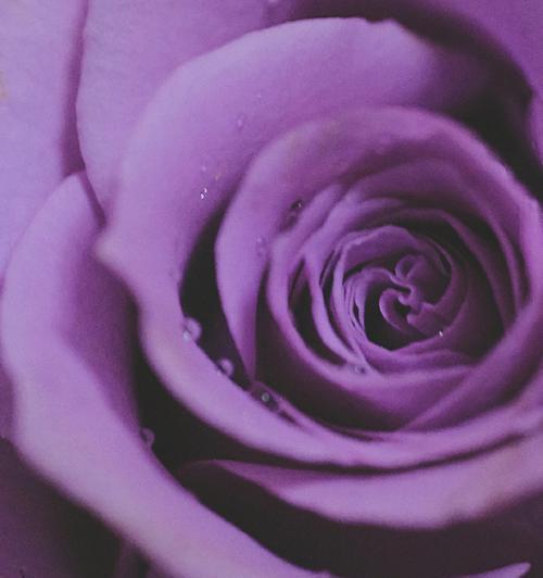 紫色玫瑰的含义-玫瑰花语