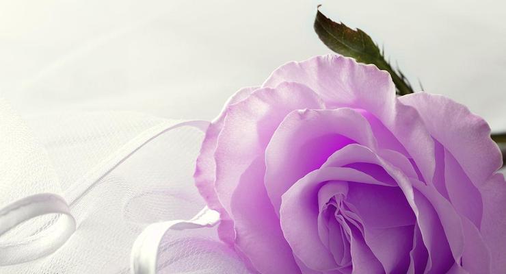 紫色玫瑰的含义-玫瑰花语