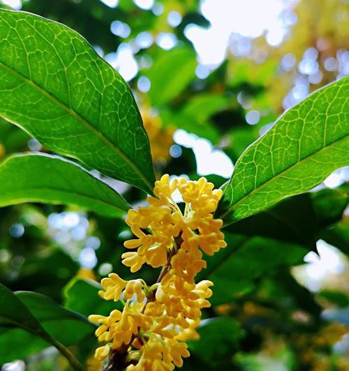 花开香满园——浅谈桂花的花语和寓意（桂花的神秘与美丽）