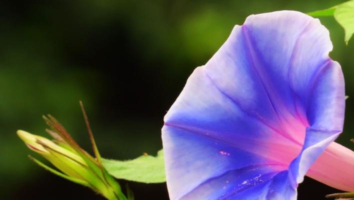 解读牵牛花花语（探究牵牛花的情感寓意）