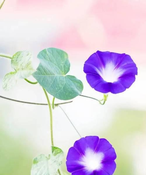 解读牵牛花花语（探究牵牛花的情感寓意）