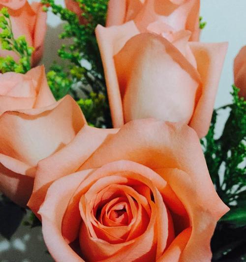 一朵粉色玫瑰的花语（探寻玫瑰所代表的情感与含义）