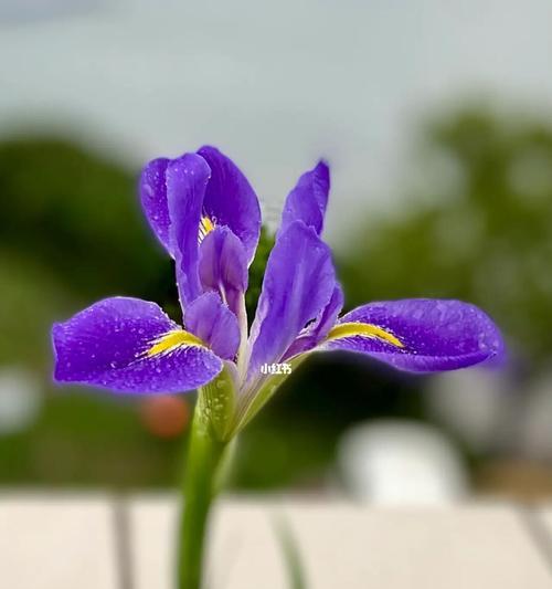 鸢尾花的文化象征（探究鸢尾花在人类文化中的各种含义）