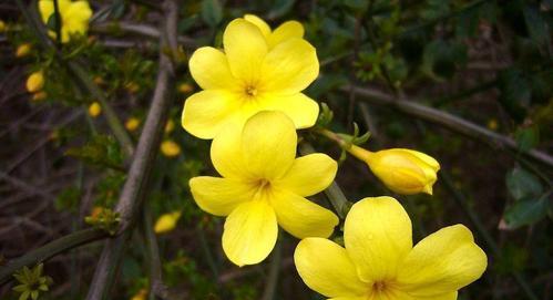 《迎春花花语》（告别冬寒迎接春暖，赏花品味生命之美）