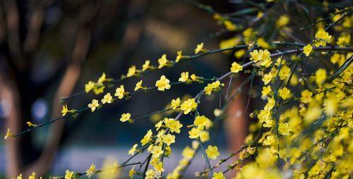 《迎春花花语》（告别冬寒迎接春暖，赏花品味生命之美）