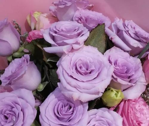 探秘紫色玫瑰的花语与寓意（神秘而优雅的紫色花卉）