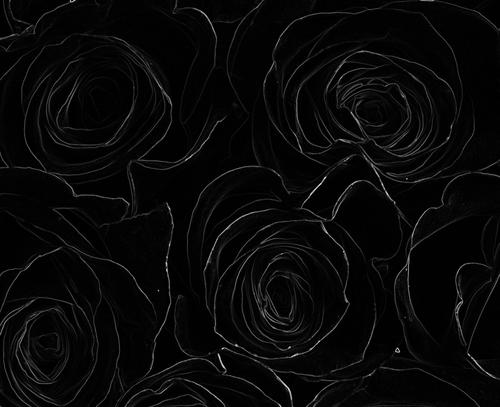 黑色玫瑰的花语（神秘、独特、沉默）