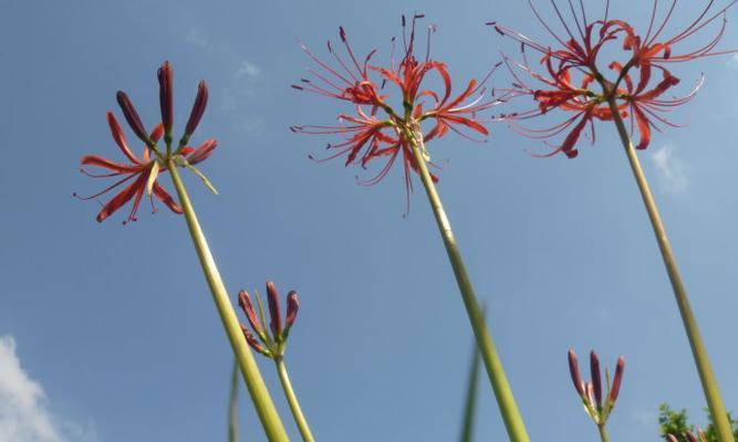 解读蓝色彼岸花的花语（寓意深刻，美不胜收）