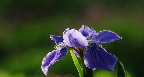 黄色鸢尾花的花语（传达喜悦和热情的花朵）