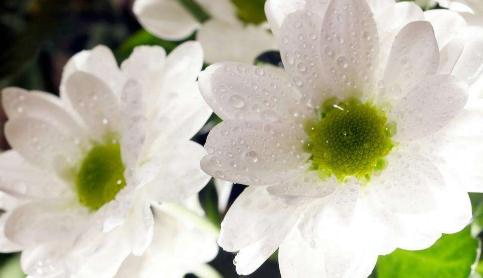 白菊花的花语（用花语解读白菊花的美丽与情感）