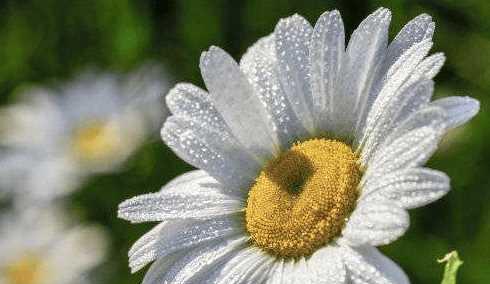白菊花的花语（用花语解读白菊花的美丽与情感）