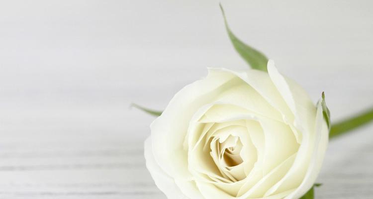 白玫瑰数量的寓意（花语传情，一朵白玫瑰代表的含义）