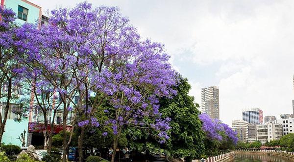 蓝楹树花语的深刻内涵（探寻蓝楹树花语的深层意义与生命启示）