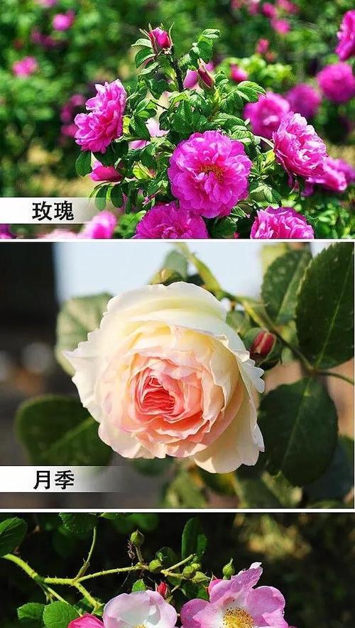 玫瑰花的含义和朵数（探秘玫瑰花花语的秘密及朵数代表的含义）