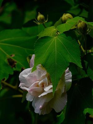 木芙蓉花语（探寻木芙蓉花所代表的深刻寓意）