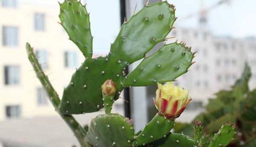 仙人掌的花语与寓意（神奇多彩的沙漠之花）