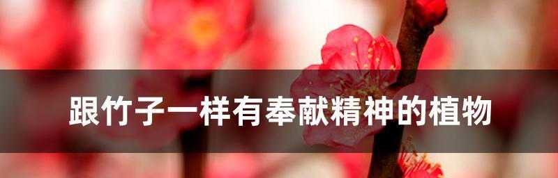 胡杨树的花语和寓意（探寻胡杨树之美，解读花语之韵）