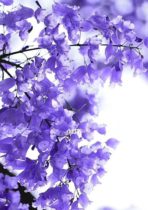 蓝楹花——纯洁、高贵的花之王（蓝楹花的花语及文化内涵）
