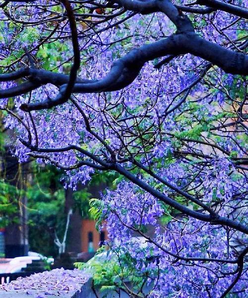 蓝楹花——纯洁、高贵的花之王（蓝楹花的花语及文化内涵）