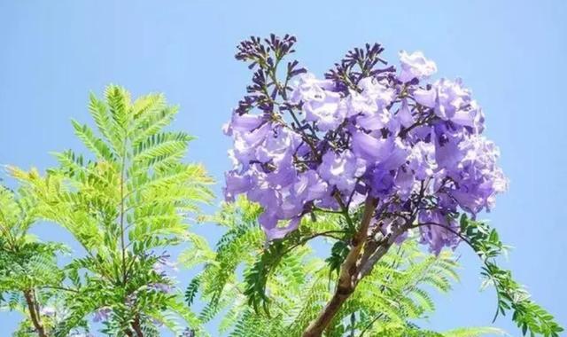 蓝楹花——纯洁、高贵的花之王（蓝楹花的花语及文化内涵）
