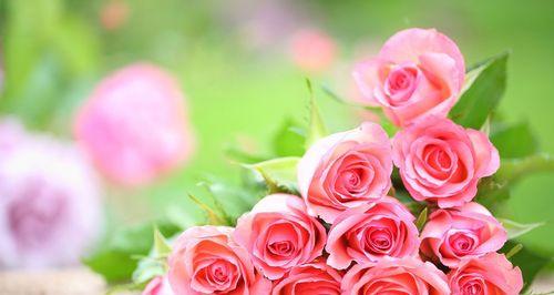 解读玫瑰花的花语（探究不同颜色玫瑰花的象征意义）