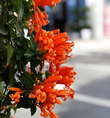 解读炮仗花的花语与文化内涵（探寻中国传统文化中的炮仗花元素和象征意义）