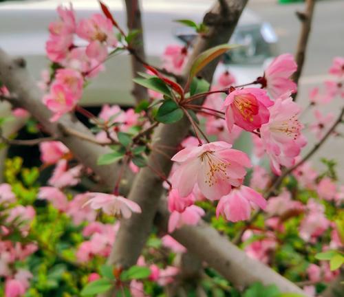 垂丝海棠——传递爱的信使（一朵花的浪漫传说）