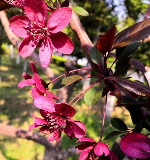 垂丝海棠——传递爱的信使（一朵花的浪漫传说）