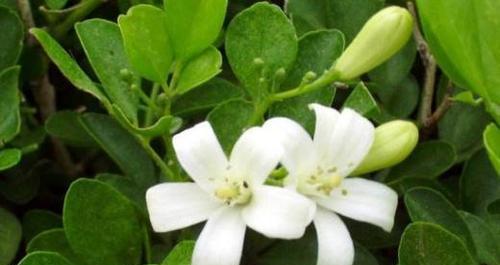 九里香的花语——寄托爱与希望的芬芳（探究九里香的花语和文化内涵，感受爱和希望的气息）