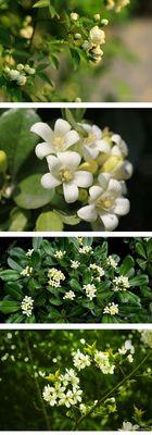 九里香的花语——寄托爱与希望的芬芳（探究九里香的花语和文化内涵，感受爱和希望的气息）