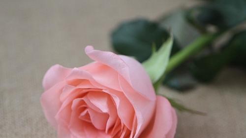 粉玫瑰的美丽与意义（探究粉玫瑰代表的含义与使用场景）