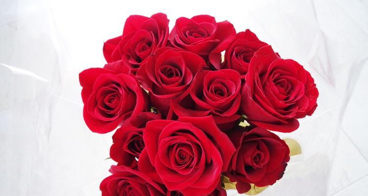 解读玫瑰花十一朵的代表意义（探寻玫瑰花十一朵所蕴含的情感和象征）
