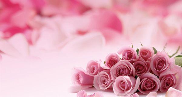 淡粉色玫瑰的花语与意义（探寻淡粉色玫瑰的美丽与深情）