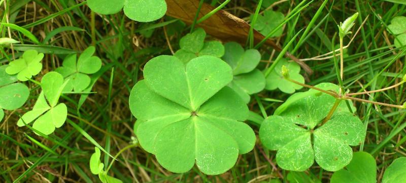 四叶草的花语和传说（探秘四叶草的意义与神话）