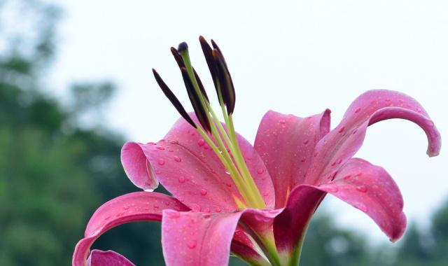 百合花香水的寓意与花语（揭秘百合花香水所传递的真正情感）