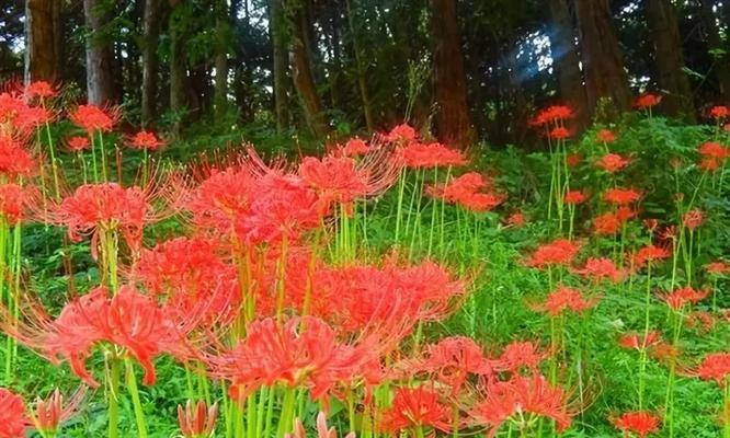 探寻彼岸花的深刻寓意（揭示彼岸花的文化底蕴）