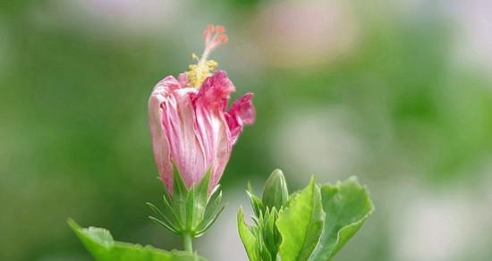 木槿花的花语与象征意义（解读木槿花的深层内涵）